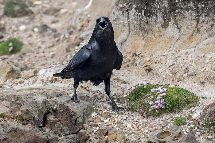 common raven  Corvus corax  Common raven, northern raven  Corvus corax  calling from sea cliff along the Scottish coast, Scotland, UK, by alimdi   Arterra   Philippe Cl ment