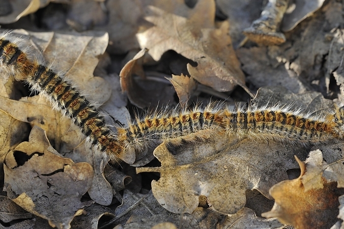 France Pine processionary  Thaumetopoea pityocampa  moth caterpillars  Traumatocampa pityocampa  following each other in a long, head to tail procession on the forest floor, La Brenne, France, Europe, by alimdi   Arterra   Philippe Cl ment
