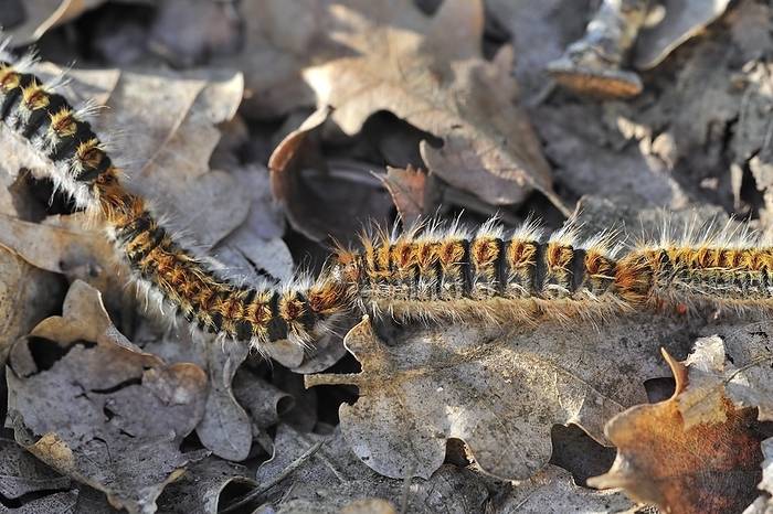 France Pine processionary  Thaumetopoea pityocampa  moth caterpillars  Traumatocampa pityocampa  following each other in a long, head to tail procession on the forest floor, La Brenne, France, Europe, by alimdi   Arterra   Philippe Cl ment