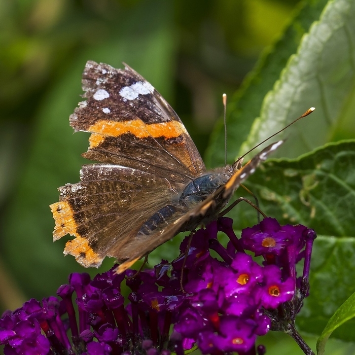 Red Admiral (Vanessa atalanta) butterfly with badly damaged wings, by alimdi / Arterra / Johan De Meester