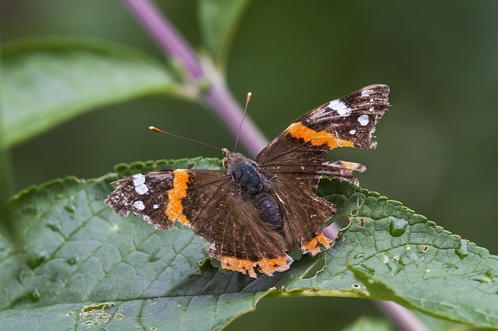 Red Admiral (Vanessa atalanta) butterfly with badly damaged wings, by alimdi / Arterra / Johan De Meester