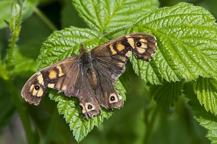 Speckled wood (Pararge aegeria) butterfly with severely damaged wings resting on leaf, by alimdi / Arterra / Philippe Clément