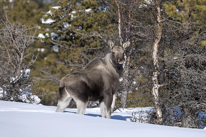 elk Moose  Alces alces , elk calf foraging in the taiga in the snow in winter, Sweden, Scandinavia, Europe, by alimdi   Arterra   Sven Erik Arndt