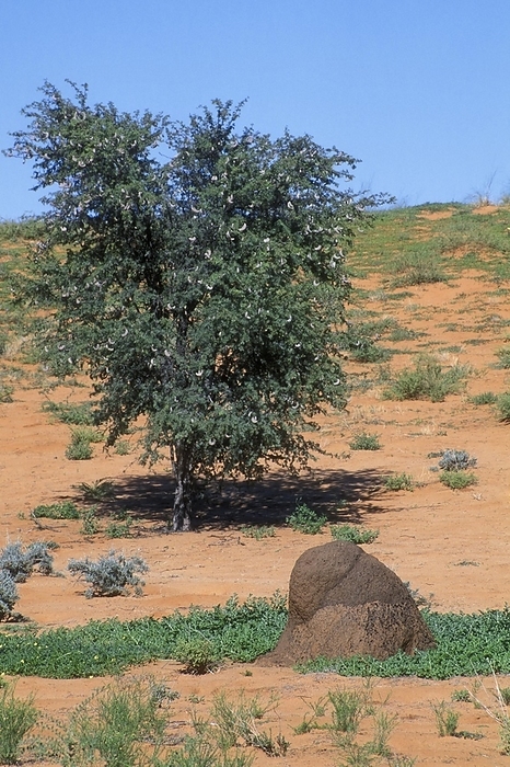Republic of South Africa Termite mound of Snouted Harvester Termites and Camelthorn tree in the Kalahari desert, Kgalagadi Transfrontier Park, South Africa, Africa, by alimdi   Arterra   Philippe Cl ment