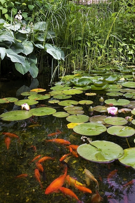 Goldfish in garden pond with water lilies, by alimdi / Arterra / Johan De Meester