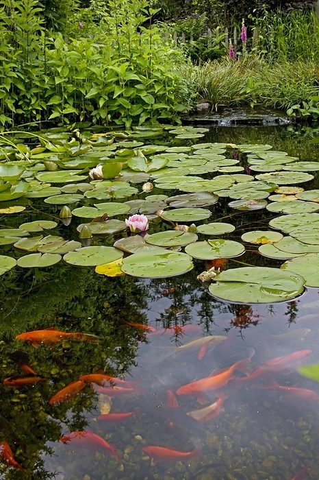 Goldfish in garden pond with water lilies, by alimdi / Arterra / Johan De Meester
