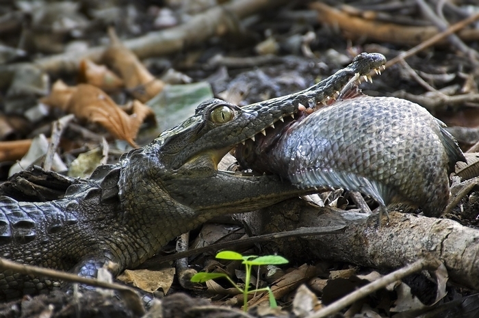 spectacled caiman  Caiman sclerops  Spectacled caiman  Caiman crocodilus , white caiman, common caiman swallowing fish, Costa Rica, Central America, by alimdi   Arterra   Philippe Cl ment