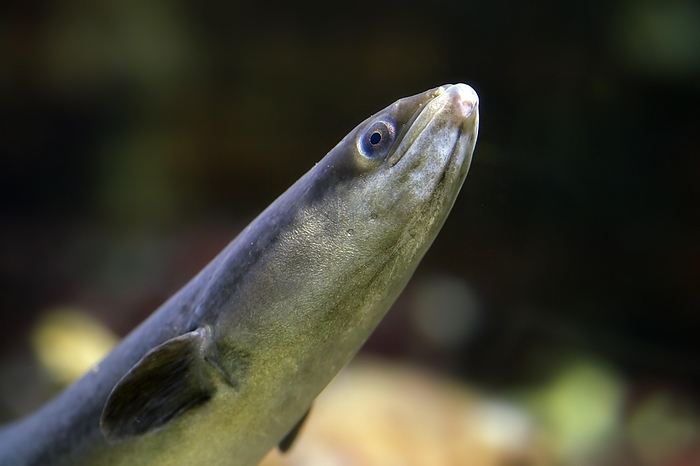 European eel (Anguilla anguilla) (Muraena anguilla) swimming underwater, by alimdi / Arterra / Sven-Erik Arndt