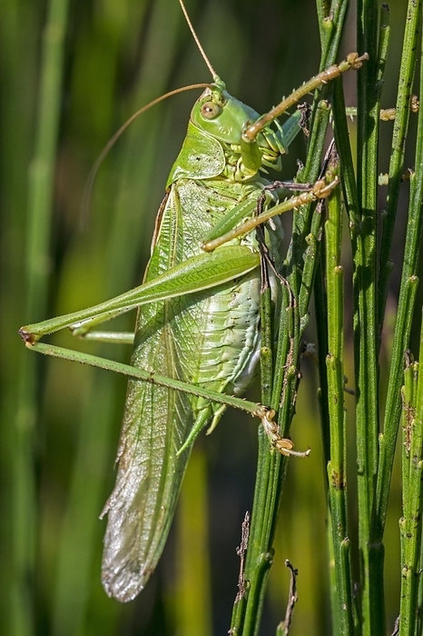 Great green bush-cricket (Tettigonia viridissima) male in common broom, Scotch broom, by alimdi / Arterra / Philippe Clément