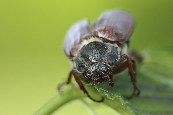 Common cockchafer (Melolontha melolontha) close up, by alimdi / Arterra / Wouter Pattyn