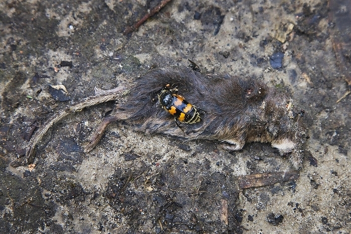 Burying beetle (Nicrophorus vespillo) feeding on dead shrew, Belgium, Europe, by alimdi / Arterra / Johan De Meester