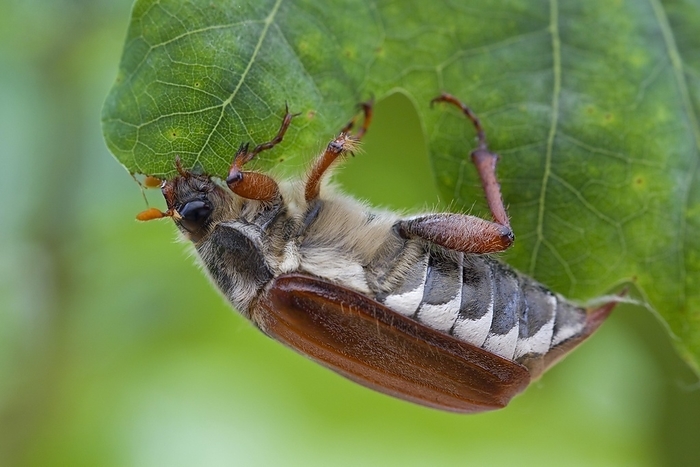 Common cockchafer (Melolontha melolontha), May bug feeding on leaf in oak tree, by alimdi / Arterra / Sven-Erik Arndt
