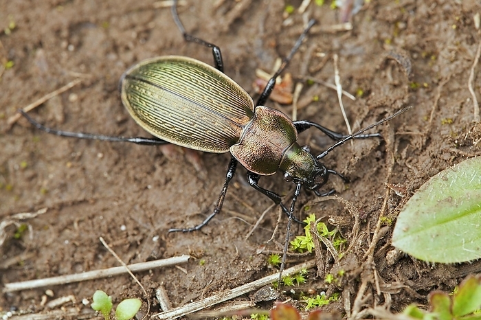 Golden ground beetle (Carabus auratus), by alimdi / Arterra / Patrick Keirsebilck