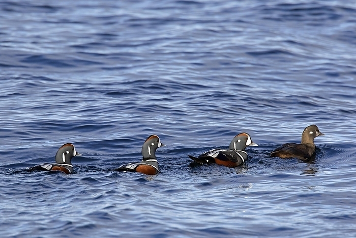 Auckland Islands teal Harlequin ducks  Histrionicus histrionicus , flock of males following female swimming at sea in winter, by alimdi   Arterra   Sven Erik Arndt