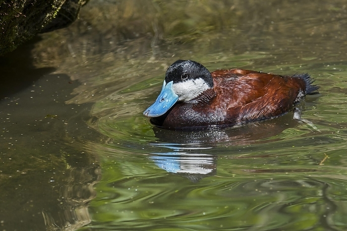 common red tailed teal  species of duck, Anas acuta  Ruddy duck  Oxyura jamaicensis  male swimming in pond, stiff tailed duck native to North America, by alimdi   Arterra   Philippe Cl ment