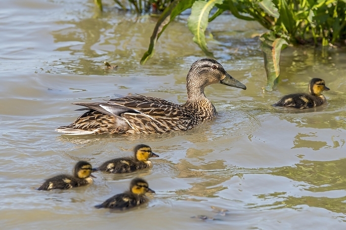 white trevally Garganey  Spatula querquedula  female swimming with chicks, ducklings in pond in spring, by alimdi   Arterra   Philippe Cl ment