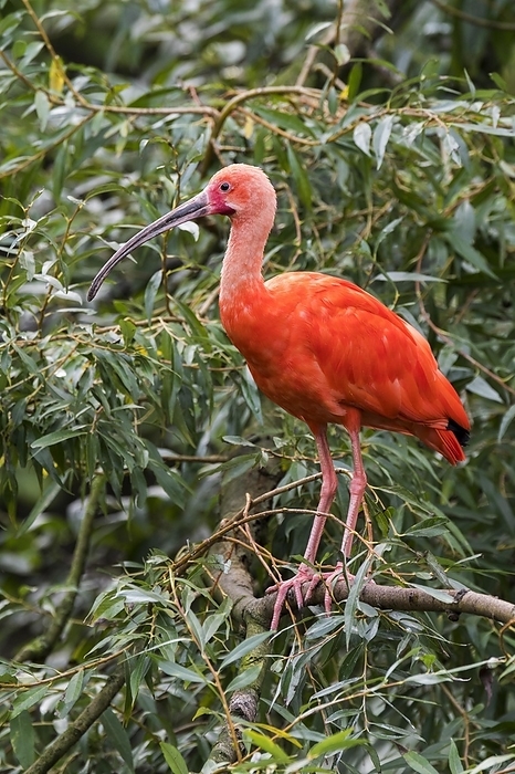 Asiatic jasmine  Trachelospermum asiaticum  Scarlet ibis  Eudocimus ruber  perched in tree, native to tropical South America and islands of the Caribbean, by alimdi   Arterra   Philippe Cl ment
