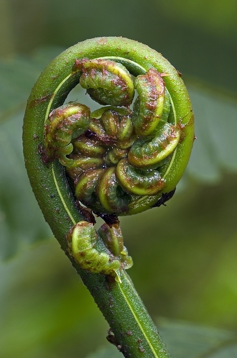 Close up of fern unfolding fronds in cloud forest, Costa Rica, Central America, by alimdi / Arterra / Philippe Clément