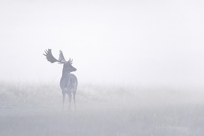 dama deer European fallow deer  Dama dama  buck, male foraging in grassland at forest edge in thick early morning mist in autumn, fall, by alimdi   Arterra   Sven Erik Arndt