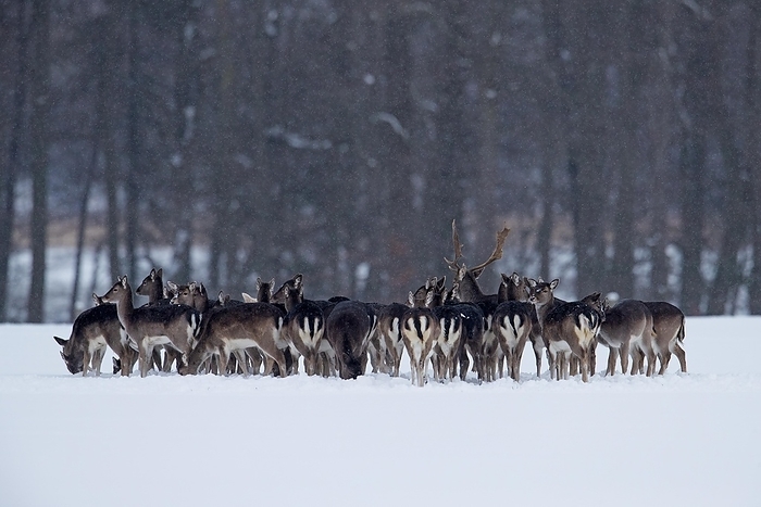 dama deer Harem of European fallow deer  Dama dama  buck, male with large group of females standing together in snow covered field at forest edge in winter, by alimdi   Arterra   Sven Erik Arndt