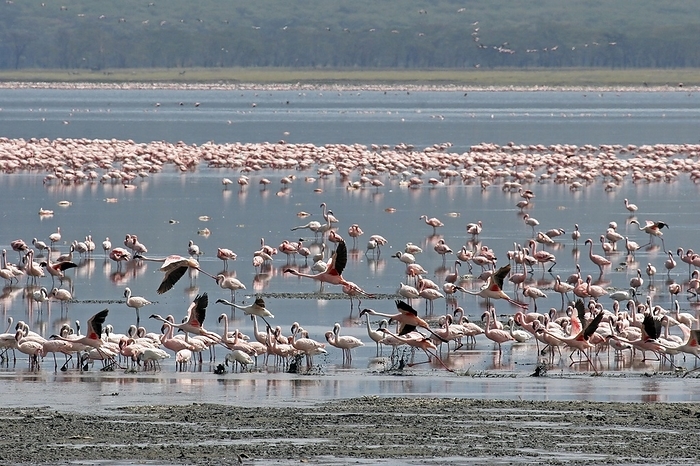 lesser flamingo  Phoenicopterus m Lesser flamingos  Phoenicopterus minor  flock wading in shallow water, Lake Nakuru National Park, Kenya, East Africa, Africa, by alimdi   Arterra   Marica van der Meer