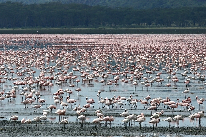 lesser flamingo  Phoenicopterus m Lesser flamingos  Phoenicopterus minor  flock wading in shallow water, Lake Nakuru National Park, Kenya, East Africa, Africa, by alimdi   Arterra   Marica van der Meer