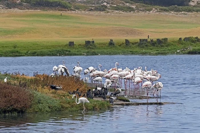 greater flamingo  Phoenicopterus roseus  Greater flamingos  Phoenicopterus roseus  at the Milnerton Golf Club on Woodbridge Island near Cape Town, Kaapstad, Western Cape, South Africa, Africa, by alimdi   Arterra   Marica van der Meer