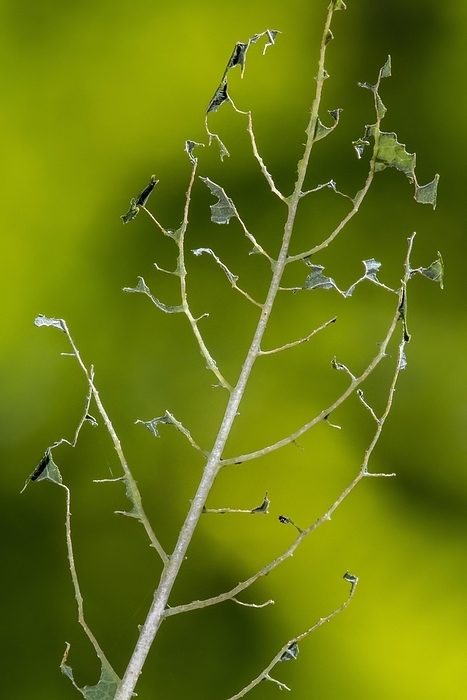 Damaged leaf of blueberry cultivar (Vaccinium corymbosum) partially eaten by sawfly (Symphyta) larvae, larva in garden, by alimdi / Arterra / Philippe Clément