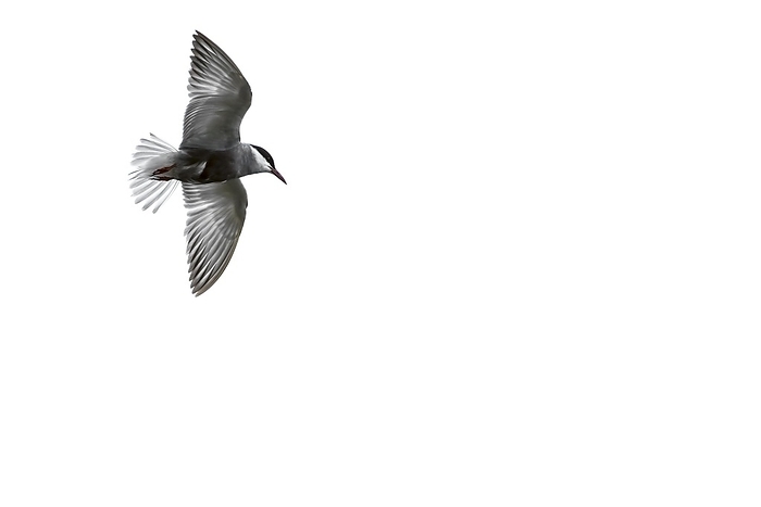 Central American tern  Sterna paradisaea  Whiskered tern  Chlidonias hybridus   Chlidonias hybrida  in flight against white background, by alimdi   Arterra   Philippe Cl ment