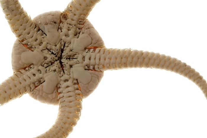 Underside of brittle star, serpent star (Ophiura ophiura) on white background showing mouth and teeth, by alimdi / Arterra / Philippe Clément