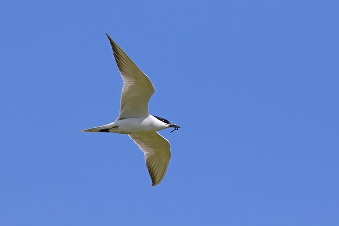 Gull-billed tern (Gelochelidon nilotica) (Sterna nilotica) flying with worm in beak against blue sky, by alimdi / Arterra / Sven-Erik Arndt