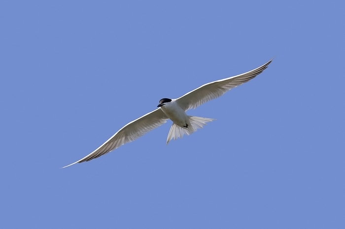 Gull-billed tern (Gelochelidon nilotica) (Sterna nilotica) in flight against blue sky, by alimdi / Arterra / Sven-Erik Arndt