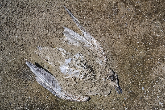 Dead decaying juvenile gull, seagull partially buried in sea sand on beach, by alimdi / Arterra / Philippe Clément