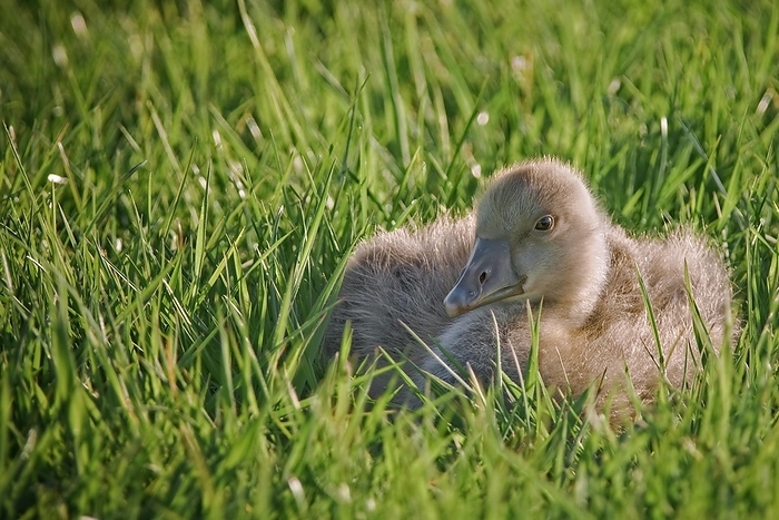 Goose chick lying down in meadow, by alimdi / Arterra / Loulou Beavers