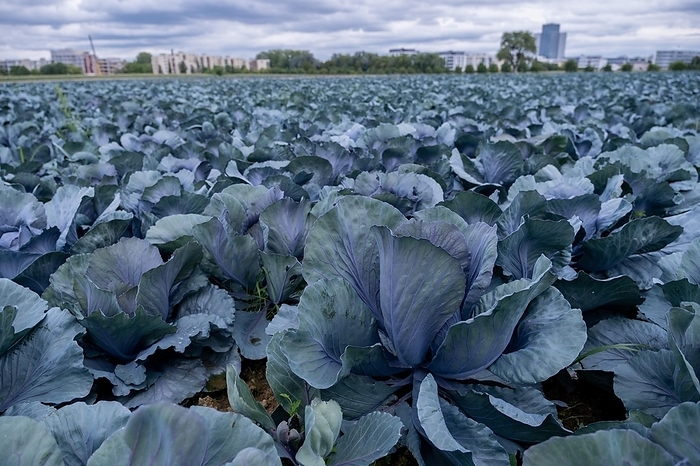 Filder-Rotkohl. Red Cabbage on the field in a suburbian of Stuttgart Baden-Wuerttemberg, by deondo