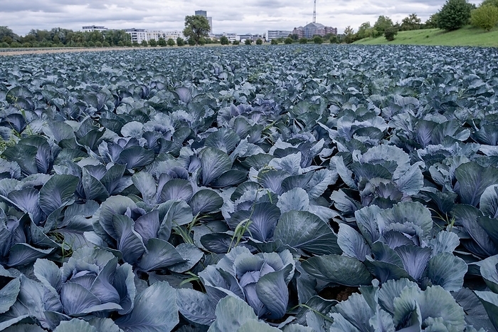 Filder-Rotkohl. Red Cabbage on the field in a suburbian of Stuttgart Baden-Wuerttemberg, by deondo