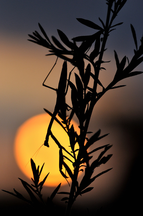 Dawn sun and mantis silhouette Close-up