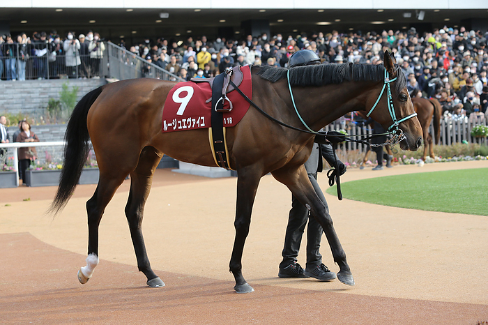 2024 Kyoto Kinen 2024 02 11 KYOTO 11R Salaried 4years old Open THE KYOTO KINEN 8 Rouge Eveil  Kyoto Racecourse in Kyoto, Japan on February 11, 2024.