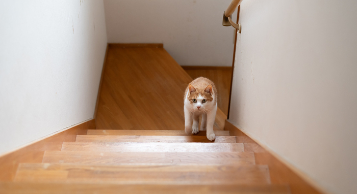 Cat going up the stairs Brown tiger white