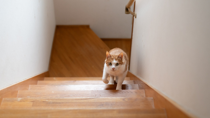Cat going up the stairs Brown tiger white