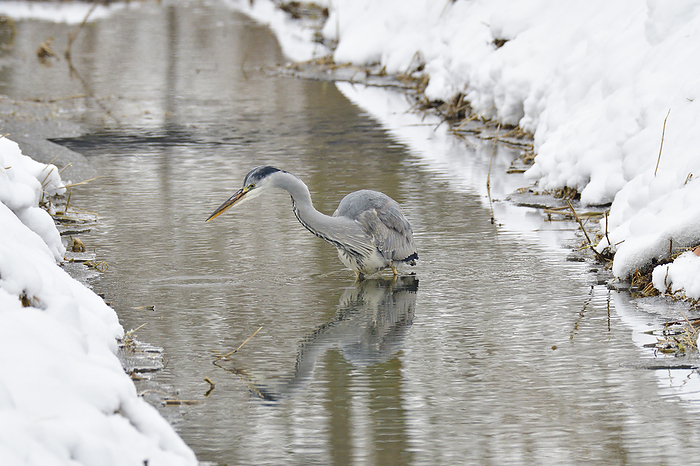 Grey heron in winter Grey heron in winter, by Zoonar zoonar Karin