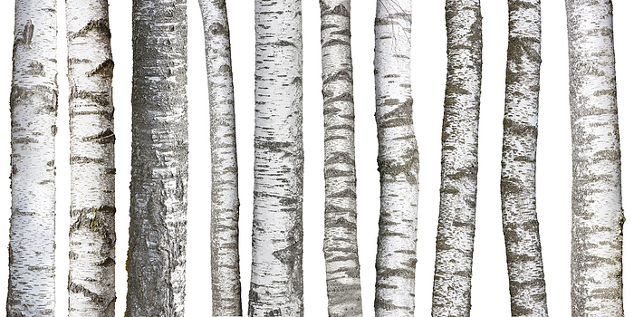Different birch trunks, isolated on white background Different birch trunks, isolated on white background, by Zoonar Harald Biebel