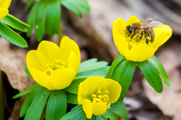 Spring flowering winterling with bee Spring flowering winterling with bee, by Zoonar Daniel K hne