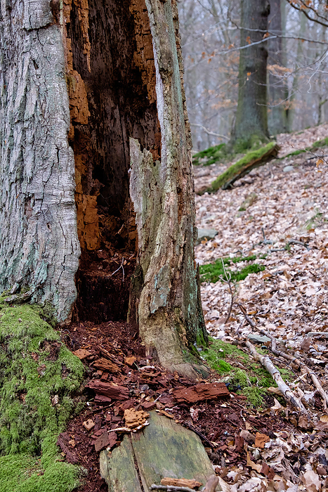 rotten hollow tree rotten hollow tree, by Zoonar Daniel K hne