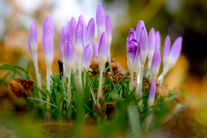 Crocus heralds of spring Crocus heralds of spring, by Zoonar Daniel K hne