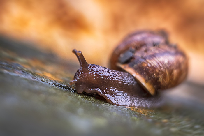 Close up of a snail with a snail shell Close up of a snail with a snail shell, by Zoonar Daniel K hne