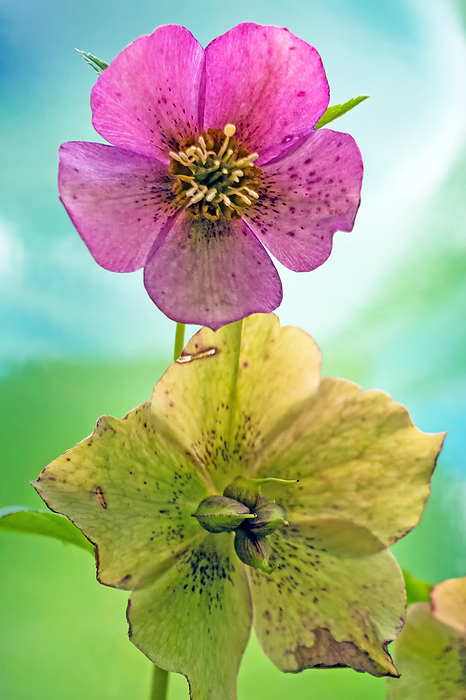 Close up of two  blossoms of a christmas rose, Helleborus, in colorful Pop Art look Close up of two  blossoms of a christmas rose, Helleborus, in colorful Pop Art look, by Zoonar Katrin May