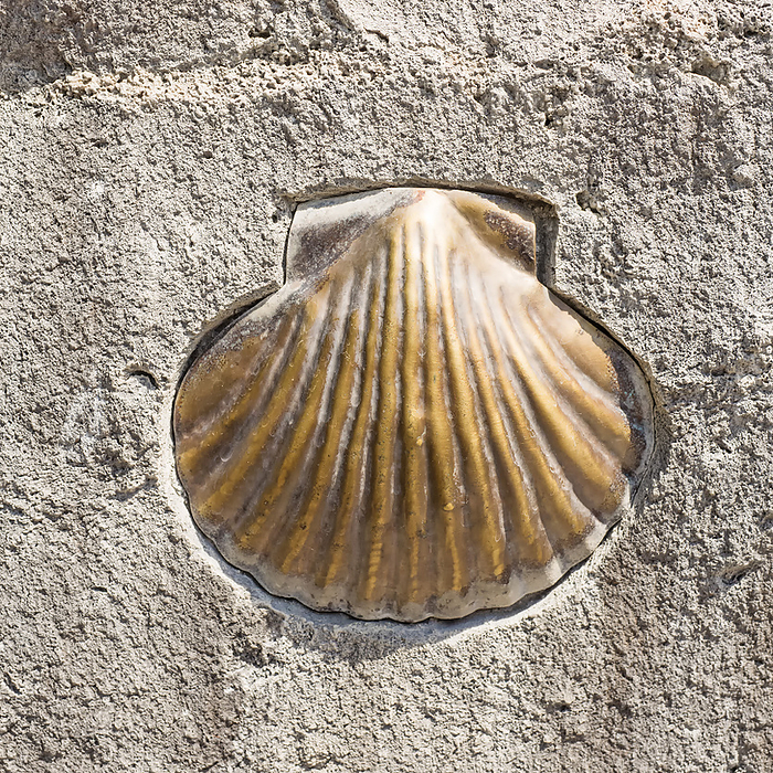 scallop as a symbol of pilgrims scallop as a symbol of pilgrims, by Zoonar Katrin May