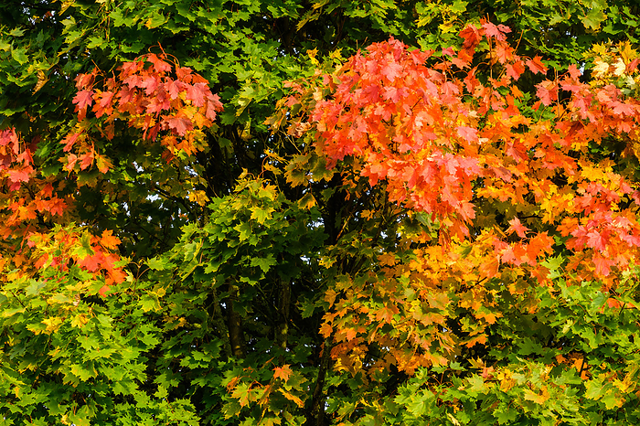 Colors of Autumn Forest Colors of Autumn Forest, by Zoonar Daniel K hne
