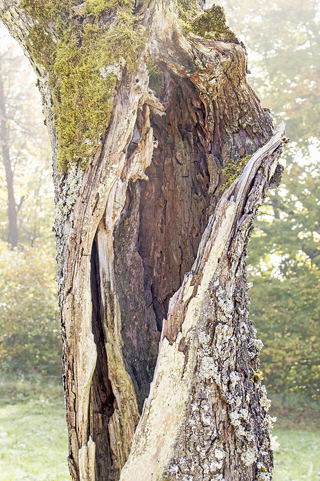 Old tree Old tree, by Zoonar Falke